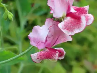 Душистый горошек (Lathyrus odoratus), сорт «Уилтшир Рипл» (Wiltshire Ripple)