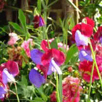 Душистый горошек (Lathyrus odoratus), сорт «Матукана» (Matucana)