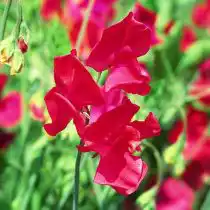 Душистый горошек (Lathyrus odoratus), сорт «Скарлет» (Scarlett)