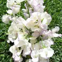 Душистый горошек (Lathyrus odoratus), сорт «Ромео» (Romeo)