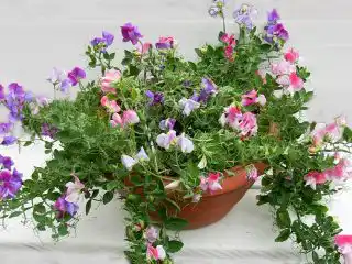 Душистый горошек (Lathyrus odoratus), сорт «Купид Колор Палет» (Cupid Color Palette)