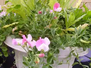 Душистый горошек (Lathyrus odoratus), сорт «Виндовсбокс Купид» (Windowbox Cupid)