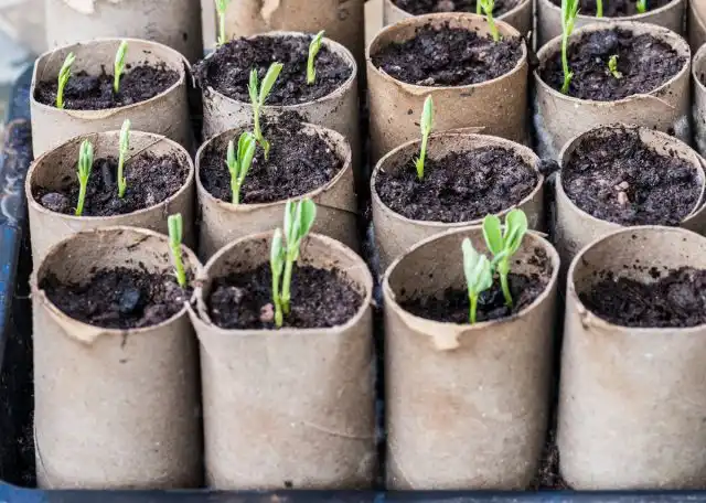 Рассада душистого горошка