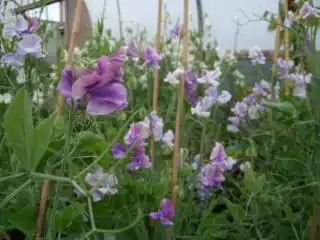 Душистый горошек (Lathyrus odoratus), сорт «Блю Рипл» (Blue Ripple)