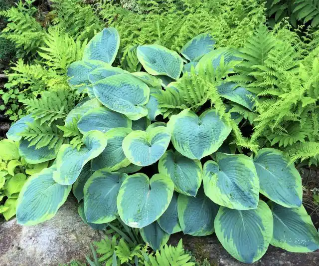 Хоста и паоротники