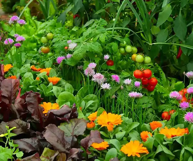 Огородный миксбордер