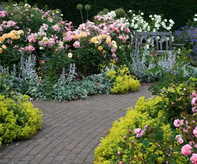 Миксбордер с розами