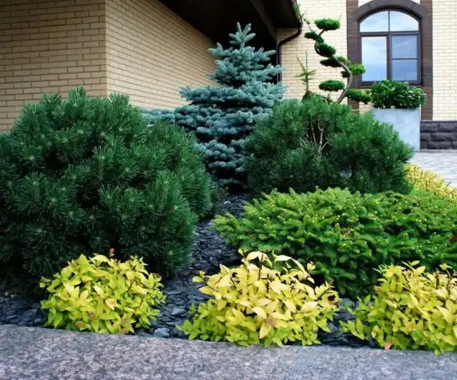 Миксбордер из хвойных