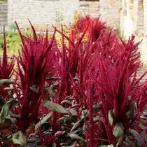 Амарант метельчатый, или багряный (Amaranthus paniculatus)