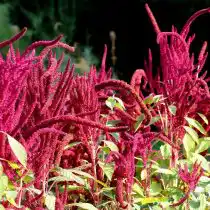 Амарант тёмный (Amaranthus hypochondriacus)