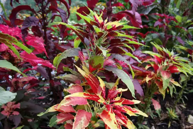 Амарант трёхцветный (Amaranthus tricolor)
