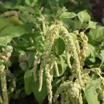 Амарант хвостатый (Amaranthus caudatus)