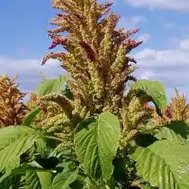 Амарант «Кизлярец»