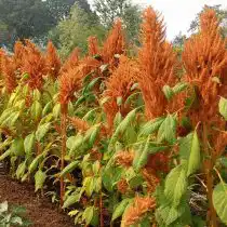 Амарант «Гигант»