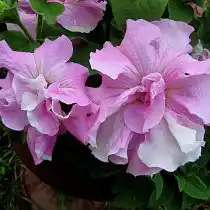 Петуния (Petunia), сорт «Дабл Каскад Орхид Мист» (Double Cascade Orchid Mist)