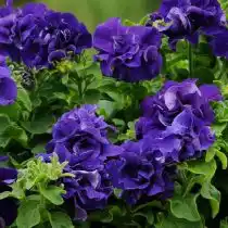 Петуния (Petunia), сорт «Дабл Каскад Блю» (Double Cascade Blue)