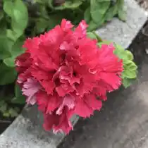 Петуния (Petunia), сорт «Валентина» (Valentine)