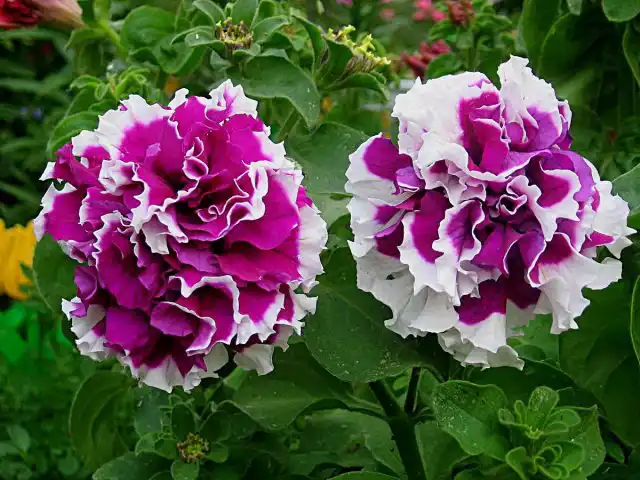 Петуния (Petunia), сорт «Пируэт» (Pirouette)