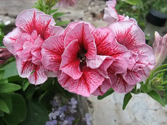 Петуния (Petunia), сорт «Дуо Саммер» (Duo ‘Summer’)