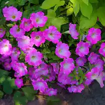 Петуния (Petunia), сорт «Опера Суприм Пинк Морн» (Opera Supreme Pink Morn)