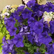 Петуния (Petunia), сорт «Комбо Блу» (Combo Blue)
