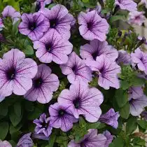 Петуния (Petunia), сорт «Изи Вейв Сильвер» (Easy Wave Silver)