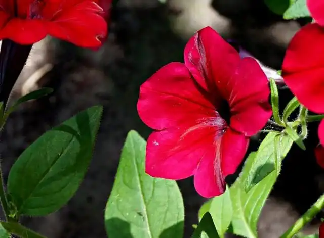 Петуния (Petunia), сорт «Изи Вейв Ред Велюр» (Easy Wave Velour Red)