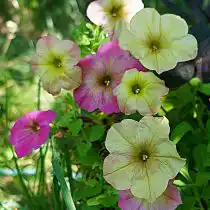 Петуния (Petunia), сорт «Дебонэйр Дасти Роуз» (Debonair Dusty Rose)