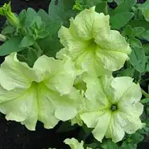 Петуния (Petunia), сорт «Дебонэйр Лайм Грин» (Debonair Lime Green)