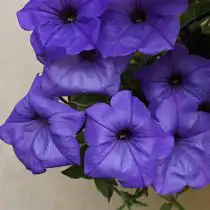 Петуния (Petunia), сорт «Ивнинг Сенсейшен» (Evening Scentsation)