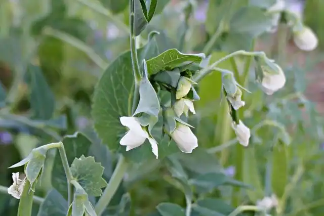 Горох посевной (Pisum sativum)