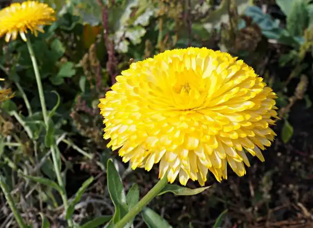 Календула лекарственная (Calendula officinalis)