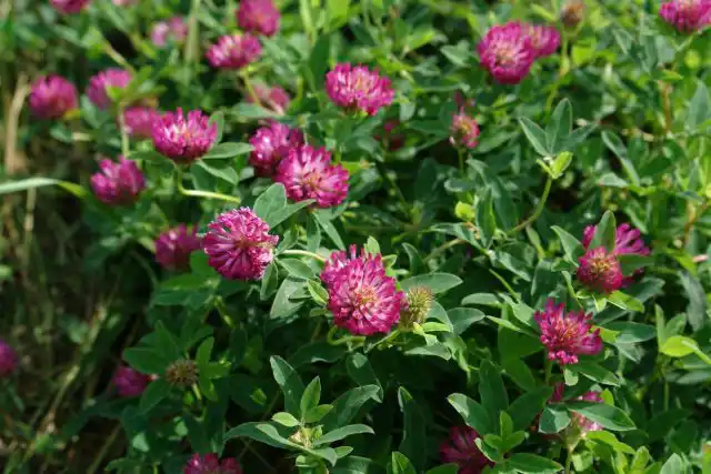Клевер (Trifolium)