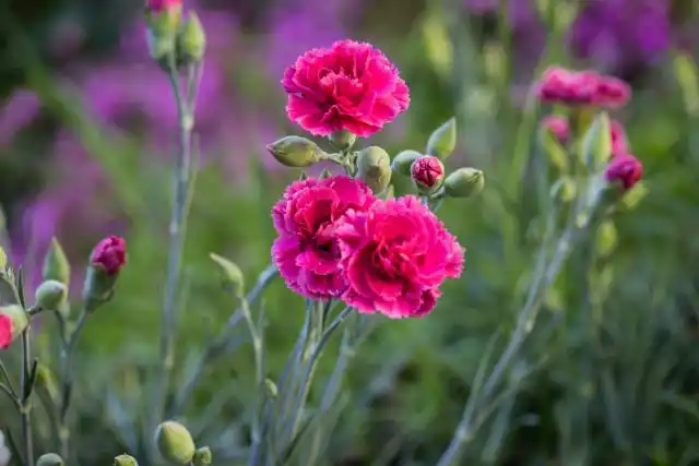 Гвоздика (Dianthus caryophyllus)