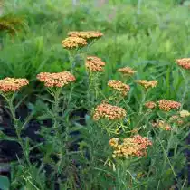 Тысячелистник обыкновенный (Achillea millefolium), сорт «Триколор» ('Tricolor')
