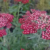 Тысячелистник обыкновенный (Achillea millefolium), сорт «Паприка» ('Paprika')