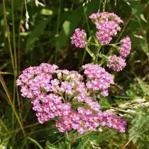 Тысячелистник обыкновенный (Achillea millefolium), сорт «Пинк Леди» ('Pink Lady')