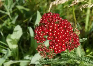 Тысячелистник обыкновенный (Achillea millefolium), сорт «Ред Вельвет» ('Red Velvet')