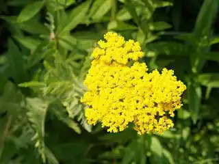 Тысячелистник таволговый (Achillea filipendulina)