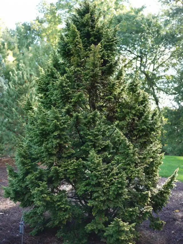Тсуга восточная (Tsuga canadensis)