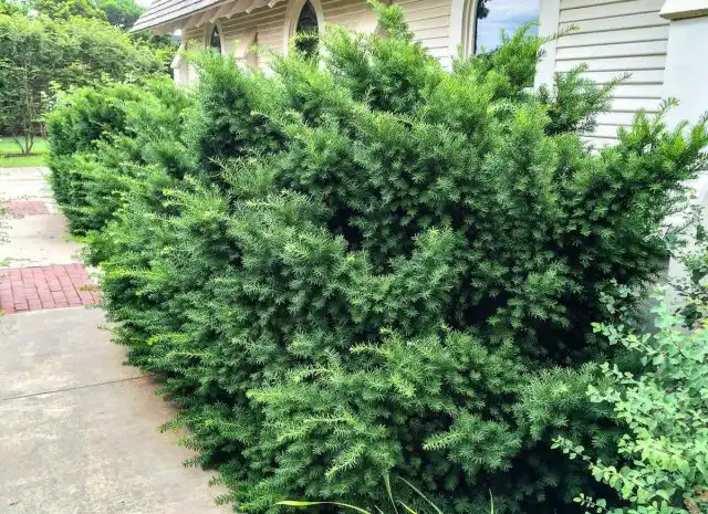Тис остролистный, или японский (Taxus cuspidata)