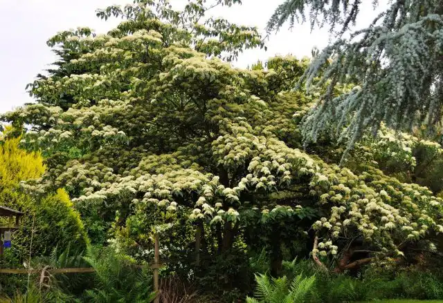 Дерен альтернифолия, или пагода (Cornus alternifolia)