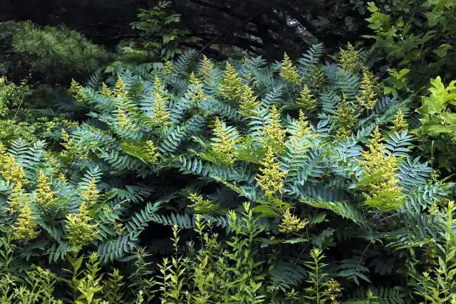Сумах гладкий (Rhus glabra)