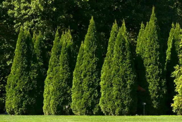 Туя западная (Thuja occidentalis)