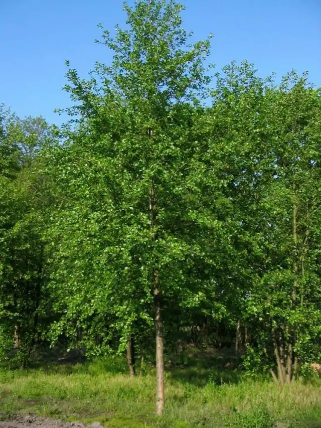 Черная ольха (Alnus glutinosa)