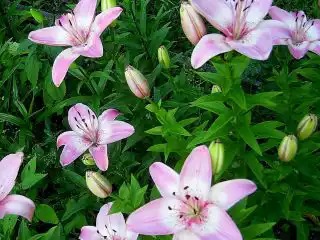 Лилия «Вермеер» (Vermeer)