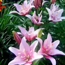 Лилия «Элоди» (Elodie) 