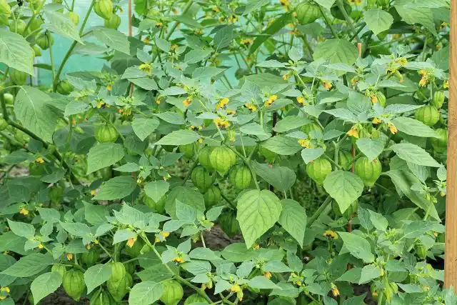 Физалис овощной (Physalis philadelphica), сорт «Томатилло»