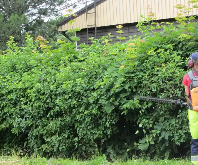 Изгородь из боярышника легко контролируется обрезкой