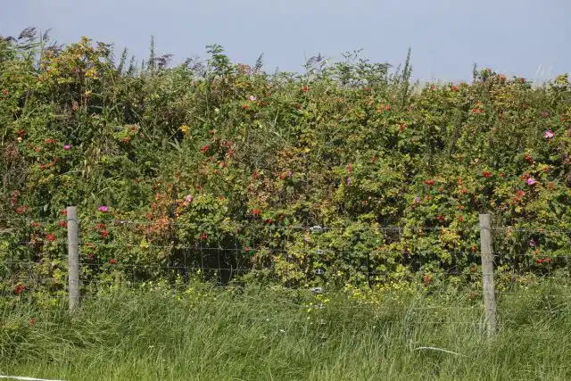Живая изгородь из шиповника